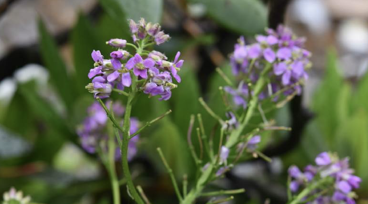  p>大叶碎米荠(学名: i>cardamine /i>  i>macrophylla /i> willd.