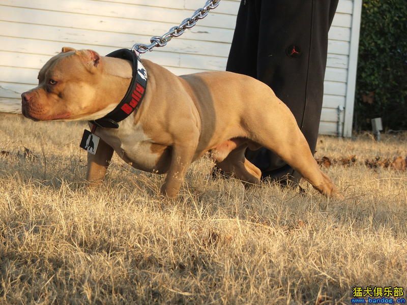  p>比特犬(英文名:american pit bull terrier),比特犬也称美国比特犬