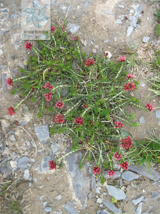  p> b>喜马红景天 /b>(学名: i>rhodiola himalensis /i>)是 a href="