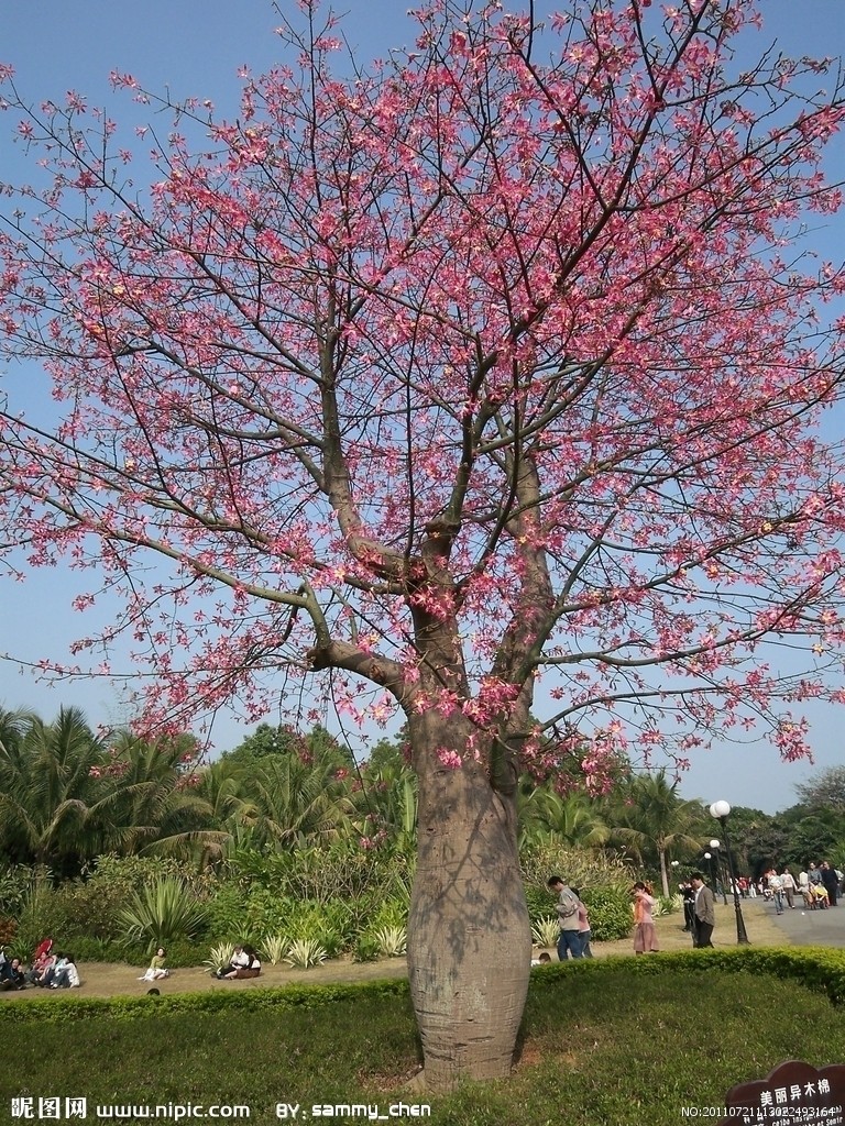  p> a target="_blank" href="/item/美丽异木棉/3566693" data-lemma