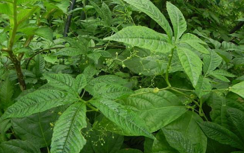  p>浙江雪胆(学名: i>hemsleya zhejiangensi /i>s c. z.