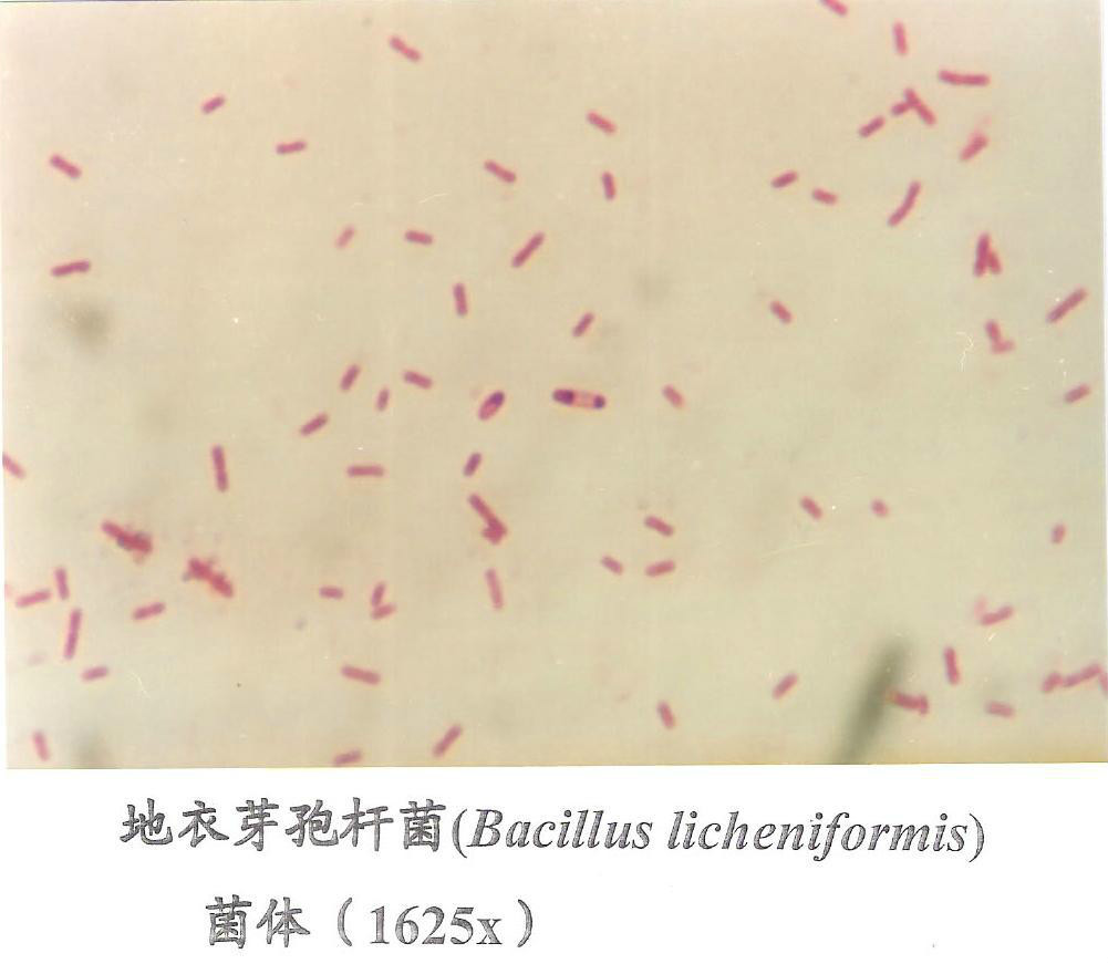 活性地衣芽孢杆菌