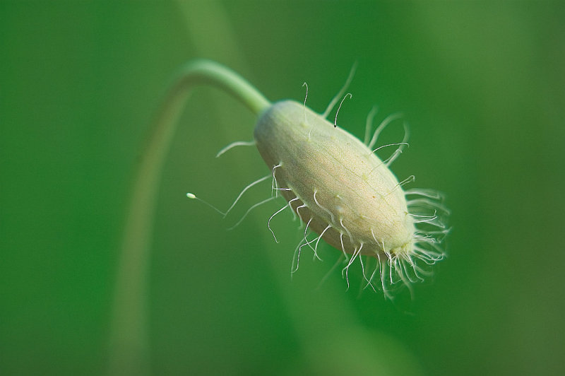  p>鸦片罂粟(学名: i> i>papaver somniferum  /i> /i>subsp.