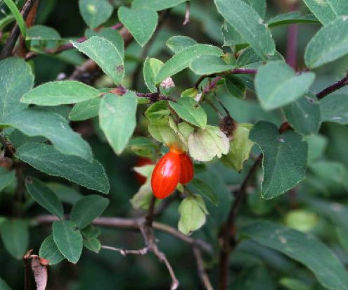  p>刚毛忍冬(学名: i>lonicera hispida /i> pall. ex roem.