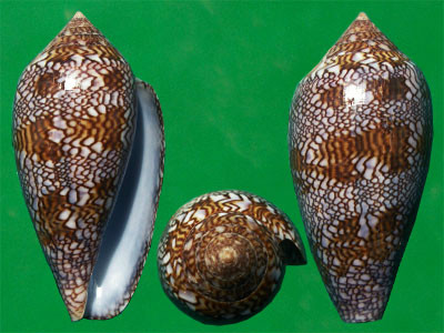  p>贴花织锦芋螺是一种腹足纲,新腹足目芋螺科动物,分布于东非