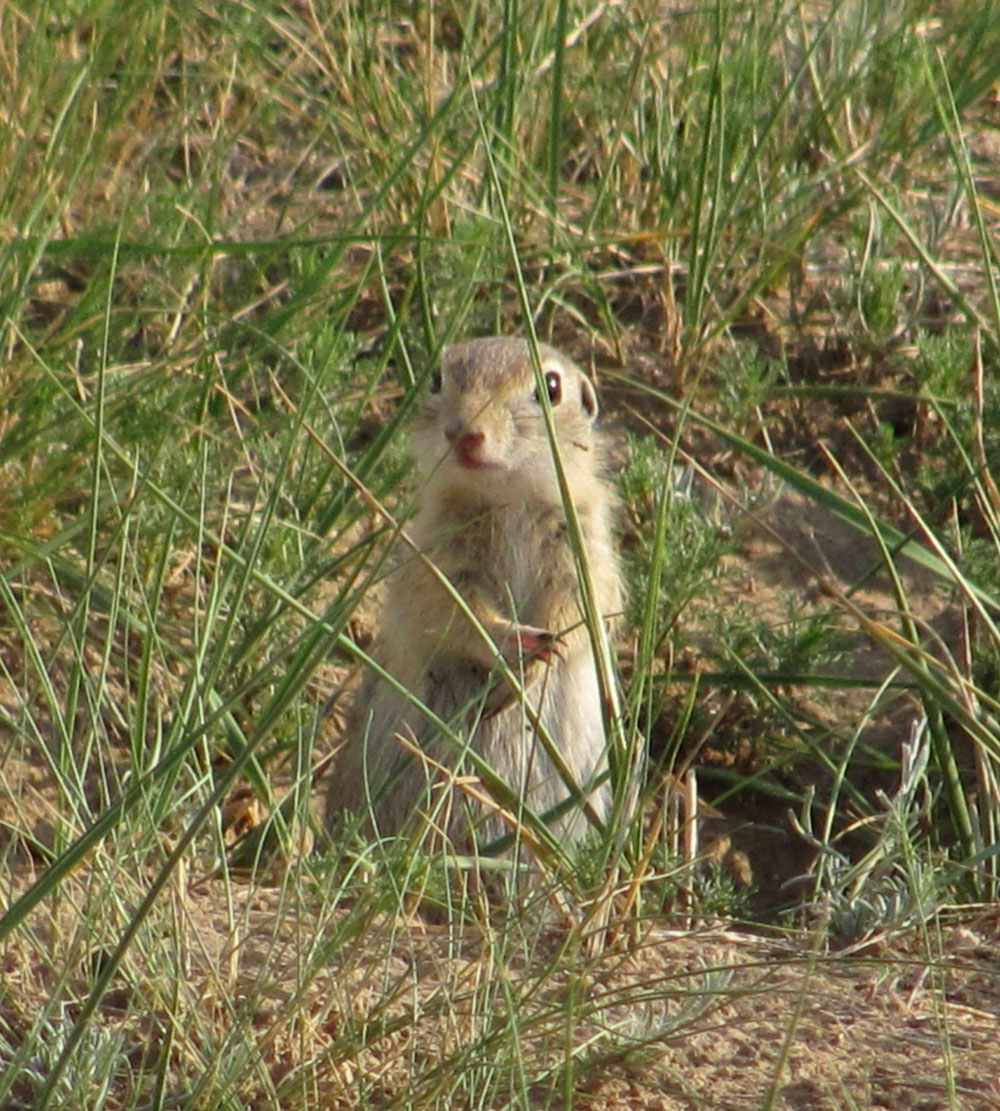 ">达乌尔黄鼠(学名: i>spermophilus dauricus /i>)别名黄鼠,蒙古黄鼠
