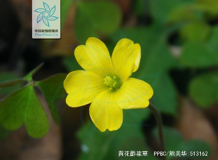 多年生 a href="#" data-lemmaid="719271">草本植物 /a>,全体有疏