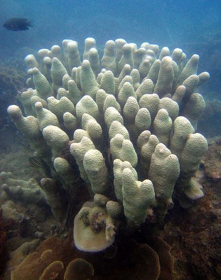  p>凹孔滨珊瑚, i>porites excavata /i>(claereboudt,2006),孔珊瑚科