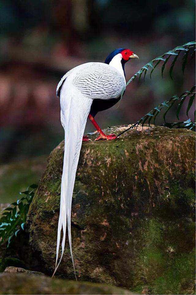  p>白鹇老挝亚种是白鹇的亚种之一.大型鸡类.