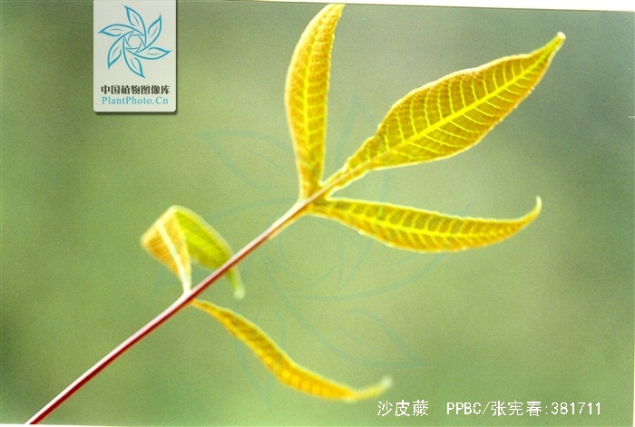  p>沙皮蕨(学名: i>hemigramma decurrens /i> (hook.) cop.