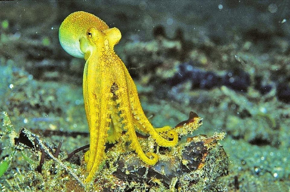 柏氏四盘耳乌贼