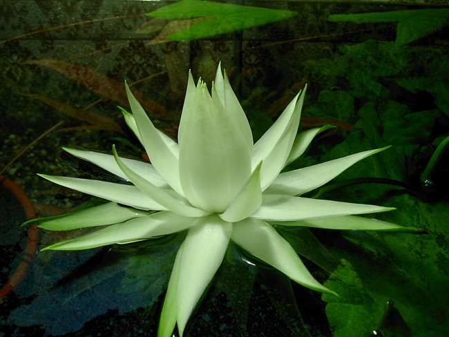  p>兔耳睡莲(学名: i>nymphaea /i>  i>oxypetala /i> planch.