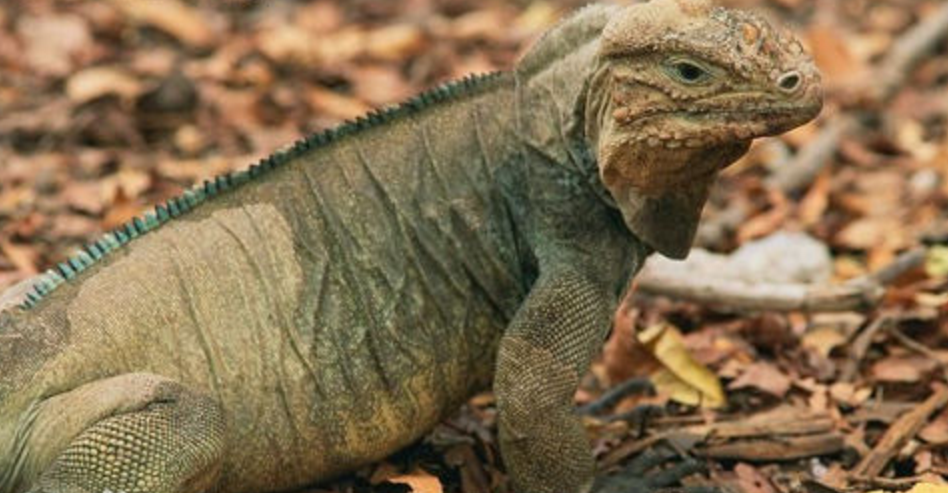  p>犀牛鬣蜥,是在宠物市场中能见度最高的岩鬣蜥属 (cyclura) 成员之