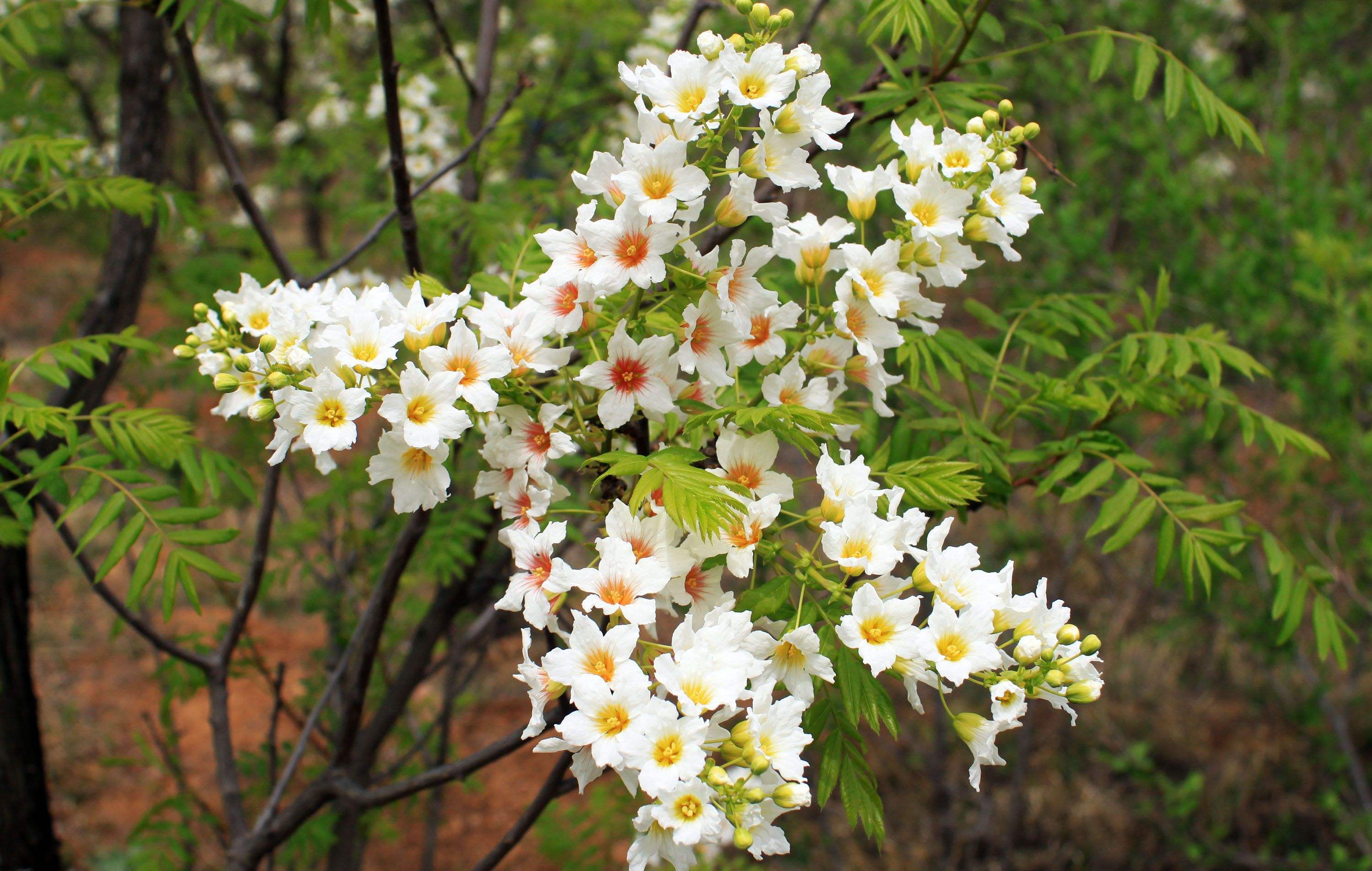 文冠果骗局(文冠果值钱吗)