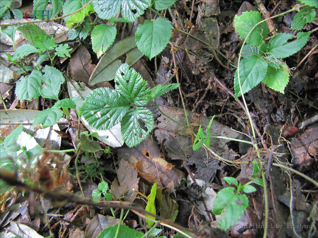  p>凉山悬钩子(学名:rubus fockeanus kurz),是蔷薇科,悬钩子属的落叶