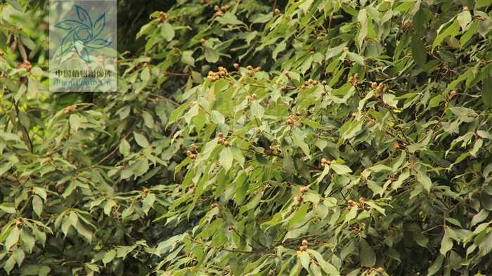  p>滇青冈,cyclobalanopsis glaucoides schotky,别名:滇椆,拟槠, a