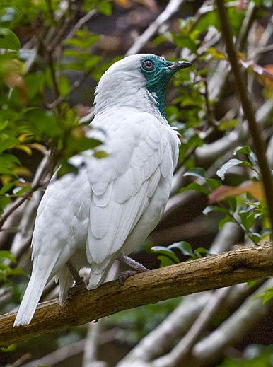  p>裸喉钟伞鸟(学名:procnias nudicollis)是中小型 a target="_blank