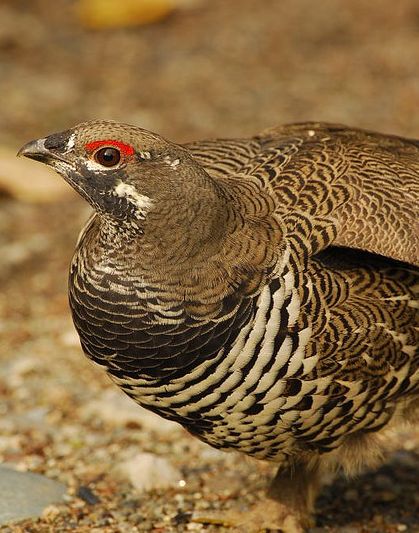 dendragapus canadensis