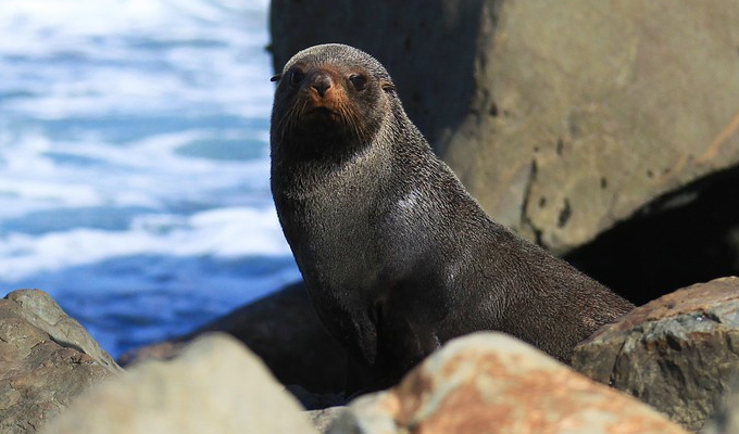 新西兰海狮