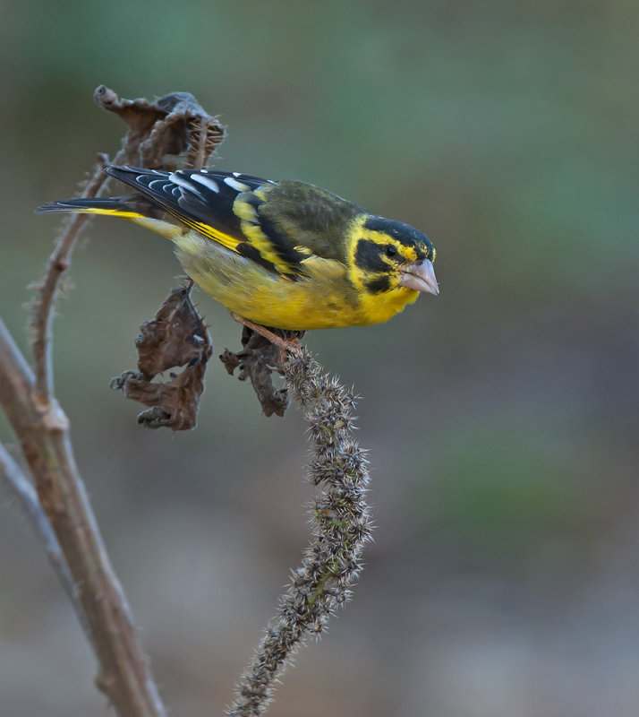  p>高山金翅雀(学名: i>carduelis spinoides /i>):为燕雀科金翅雀属