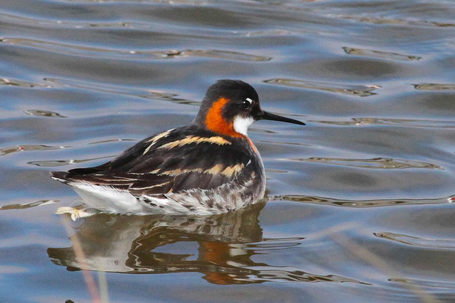  /a>, a href="#" data-lemmaid="16615978">瓣蹼鹬属 /a>的小型水禽