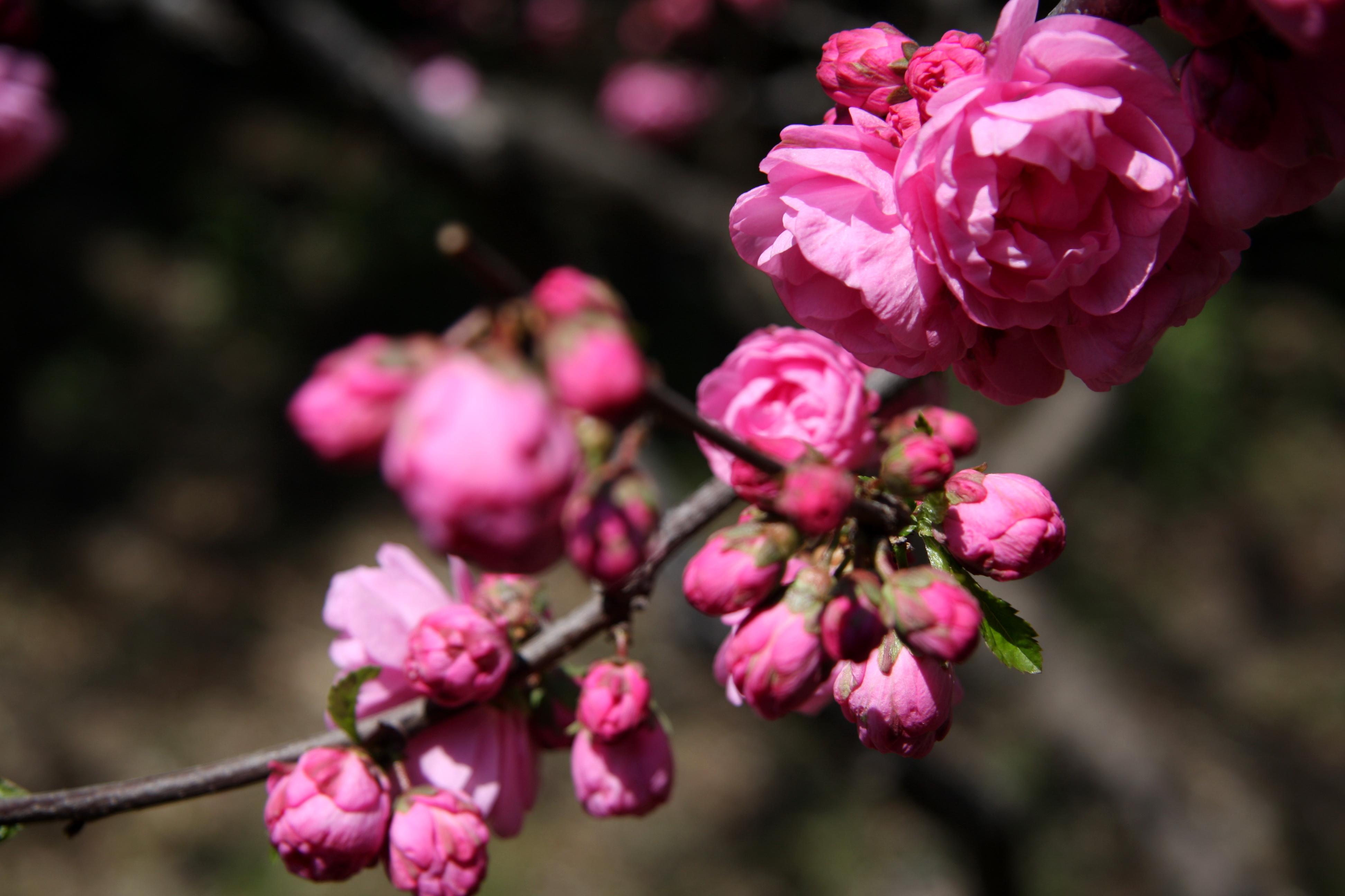  p>榆叶梅(学名:amygdalus triloba),又叫小桃红,因其叶片像榆树叶