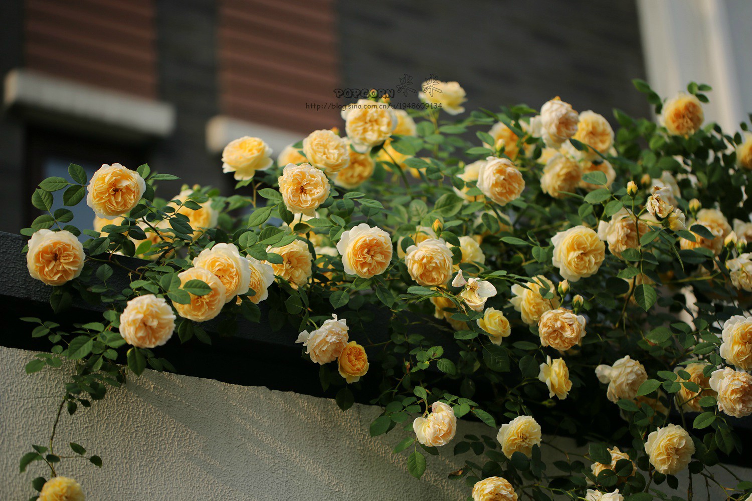 item/蔷薇属/346970" data