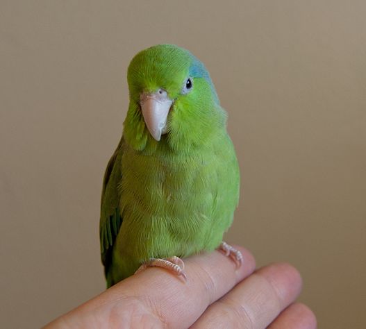  p>太平洋鹦哥(学名: i>forpus coelestis /i>)是一种小鹦鹉,体羽主要