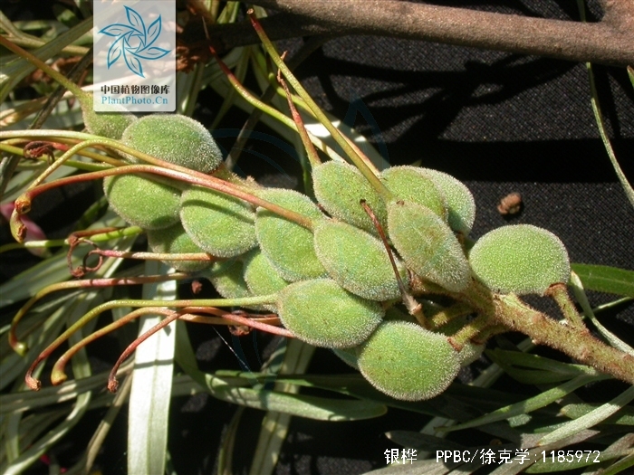  p>银桦( i>grevillea robusta /i>)大乔木,高可达20米; a target="