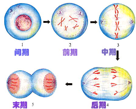  p>有丝分裂(mitosis)又称为间接分裂,是指一种 a target="_blank"