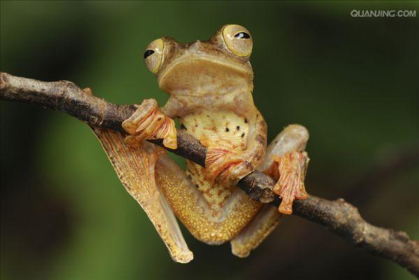 p>树蛙,无尾目树蛙科的1属,体多细长而扁,后肢长,吸盘大,指,趾间有