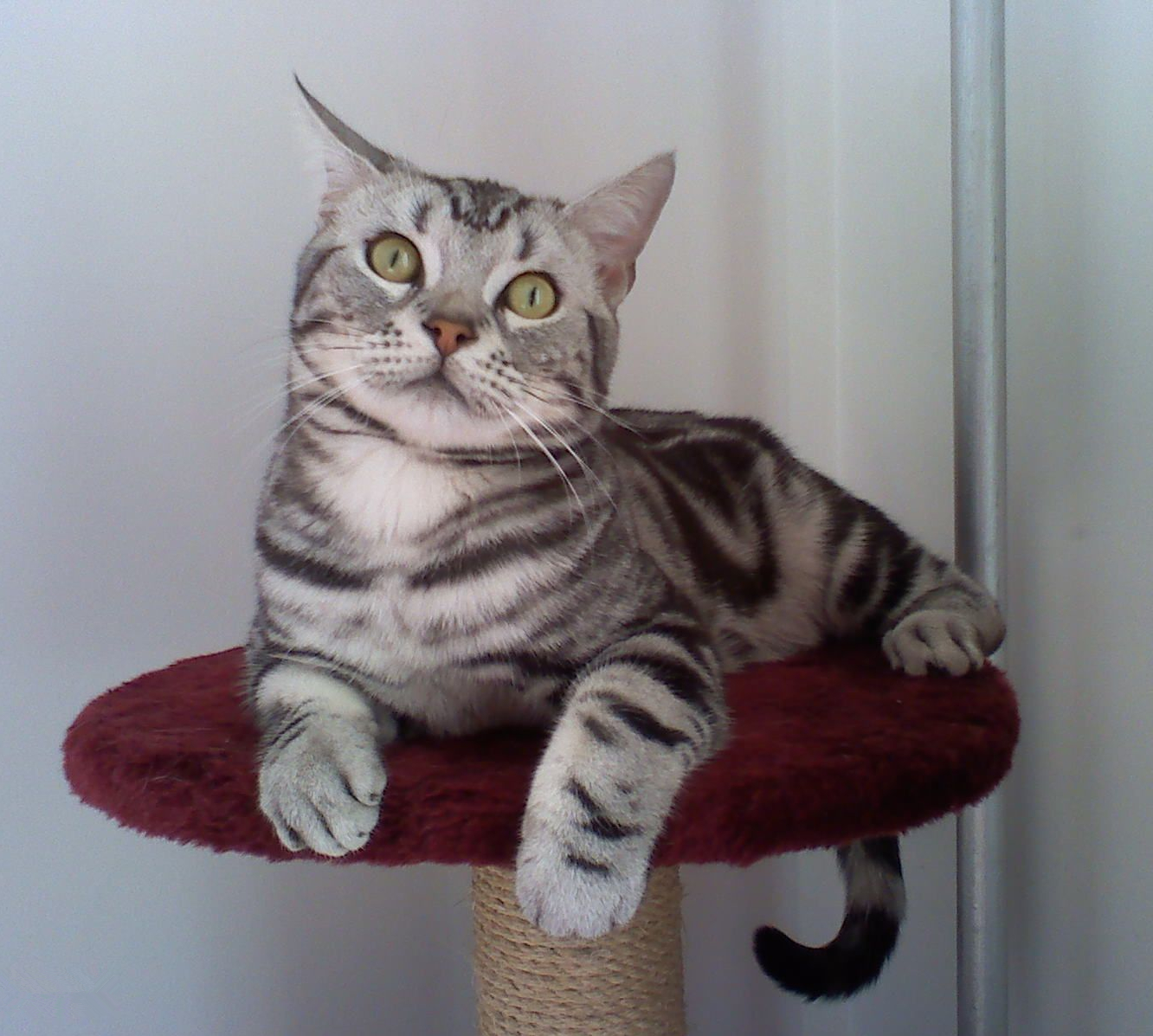  p>美国短毛猫是原产于美国的一种猫,其祖先为欧洲早期移民带到北美的