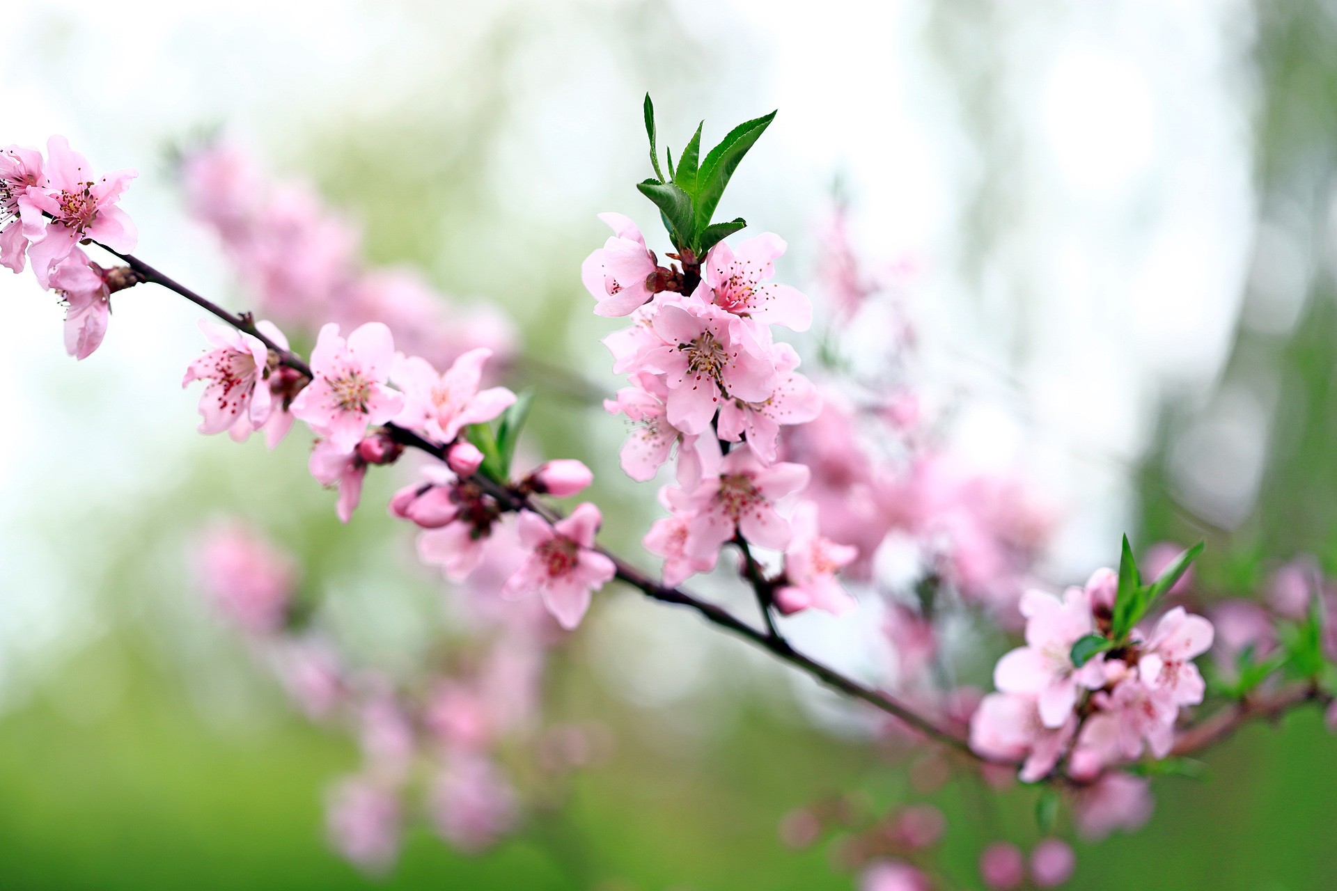  p>桃花,就是盛开的花朵,属 a target="_blank" href="/item/蔷薇科