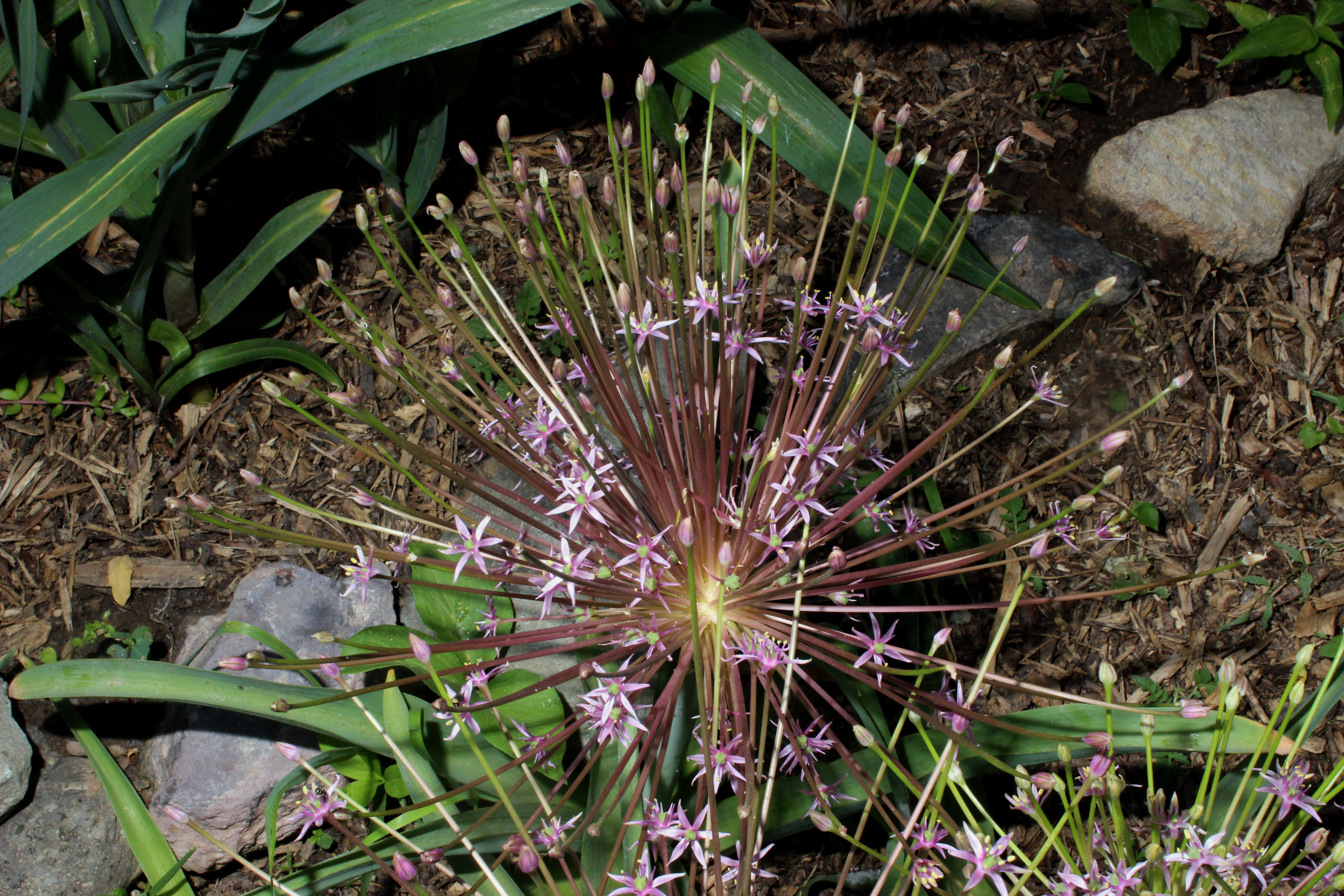  p>allium schubertii是石蒜科植物. /p>