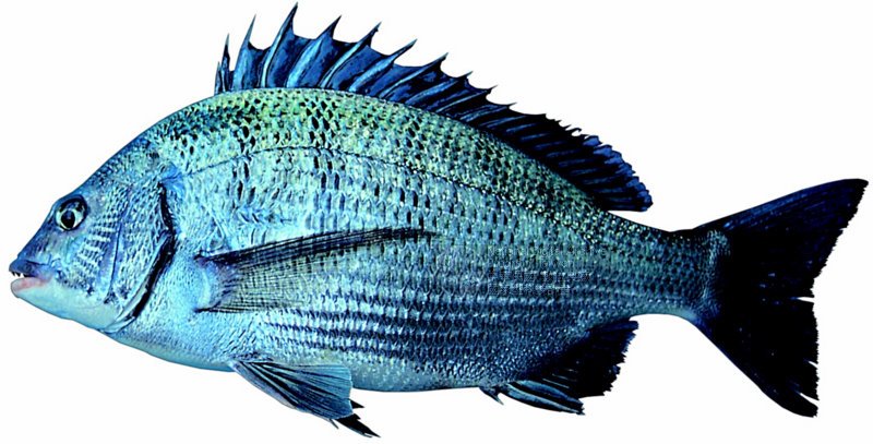  p>黑鲷(学名: i>acanthopagrus schlegelii /i>)是鲷科,黑鲷属鱼类.