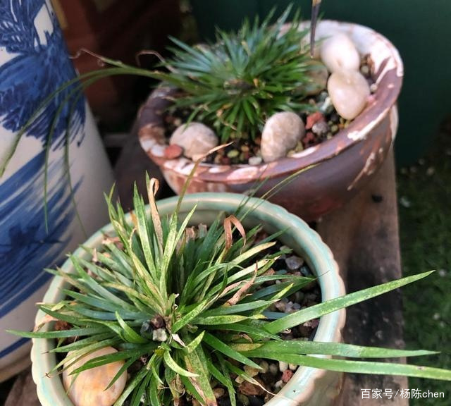 石菖蒲 不起眼的草 生长在美国 百科ta说