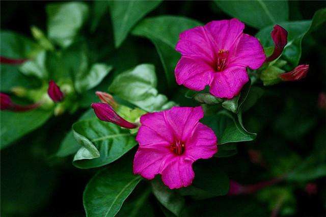 夏秋两季开花的紫茉莉 农村花友很常见 都称它为 地雷花 百科ta说