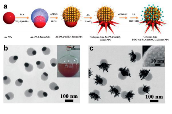 粒子是研究较早的一种纳米材料,在生物学研究中一般将其称为胶体金