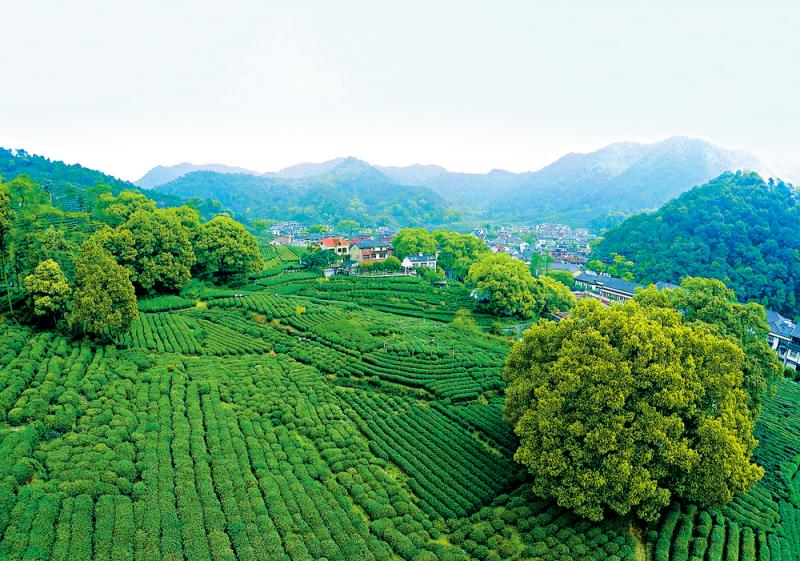  p data-id="gnwjcsd3lc">梅家坞茶文化村,地处杭州西湖风景名胜区