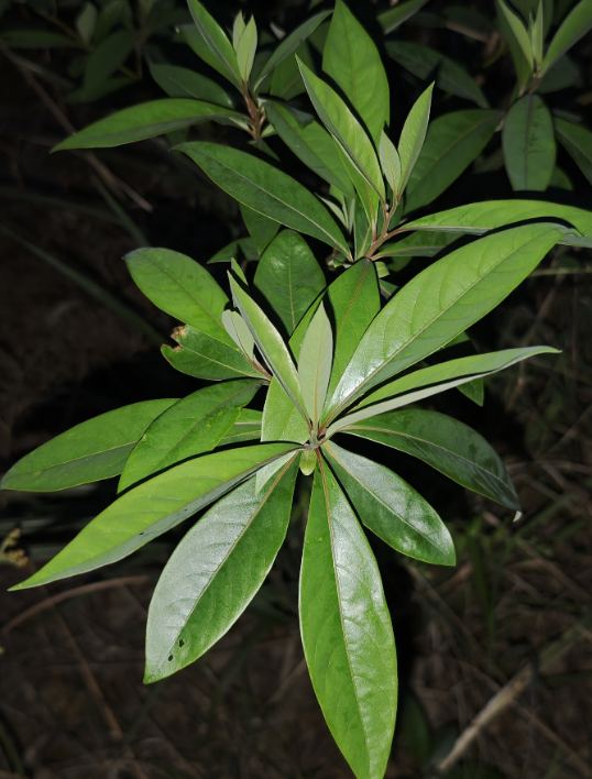 楠木（樟科楠属植物）_百度百科