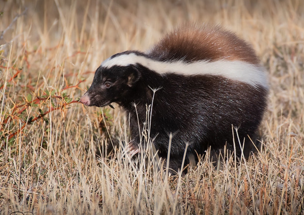  p>巴塔哥尼亚獾臭鼬(学名: i>conepatus humboldtii /i>):是臭鼬科