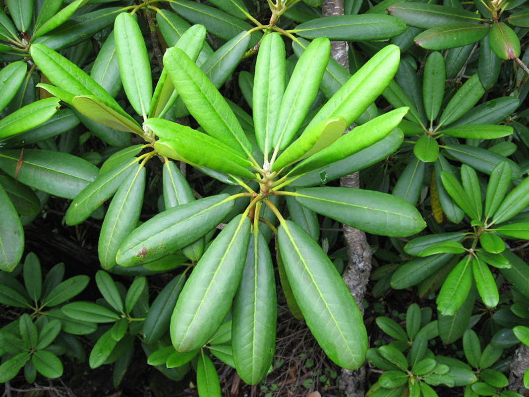 don)是杜鹃花科,杜鹃花属植物.