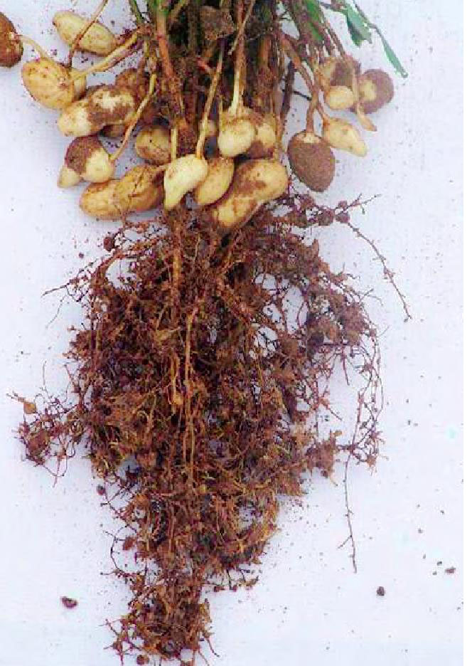  p>花生根结线虫病又叫花生根瘤线虫病,花生线虫病,俗称地黄病,地落病