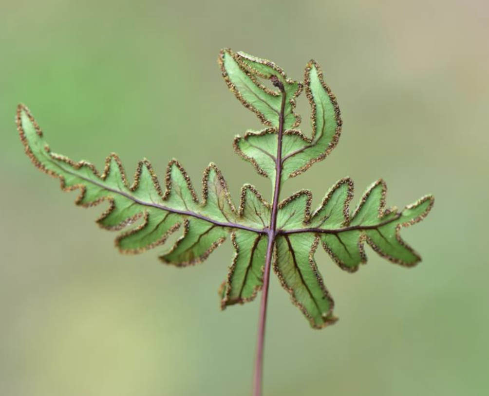  p>陕西粉背蕨(学名: i>aleuritopteris argentea /i> var.