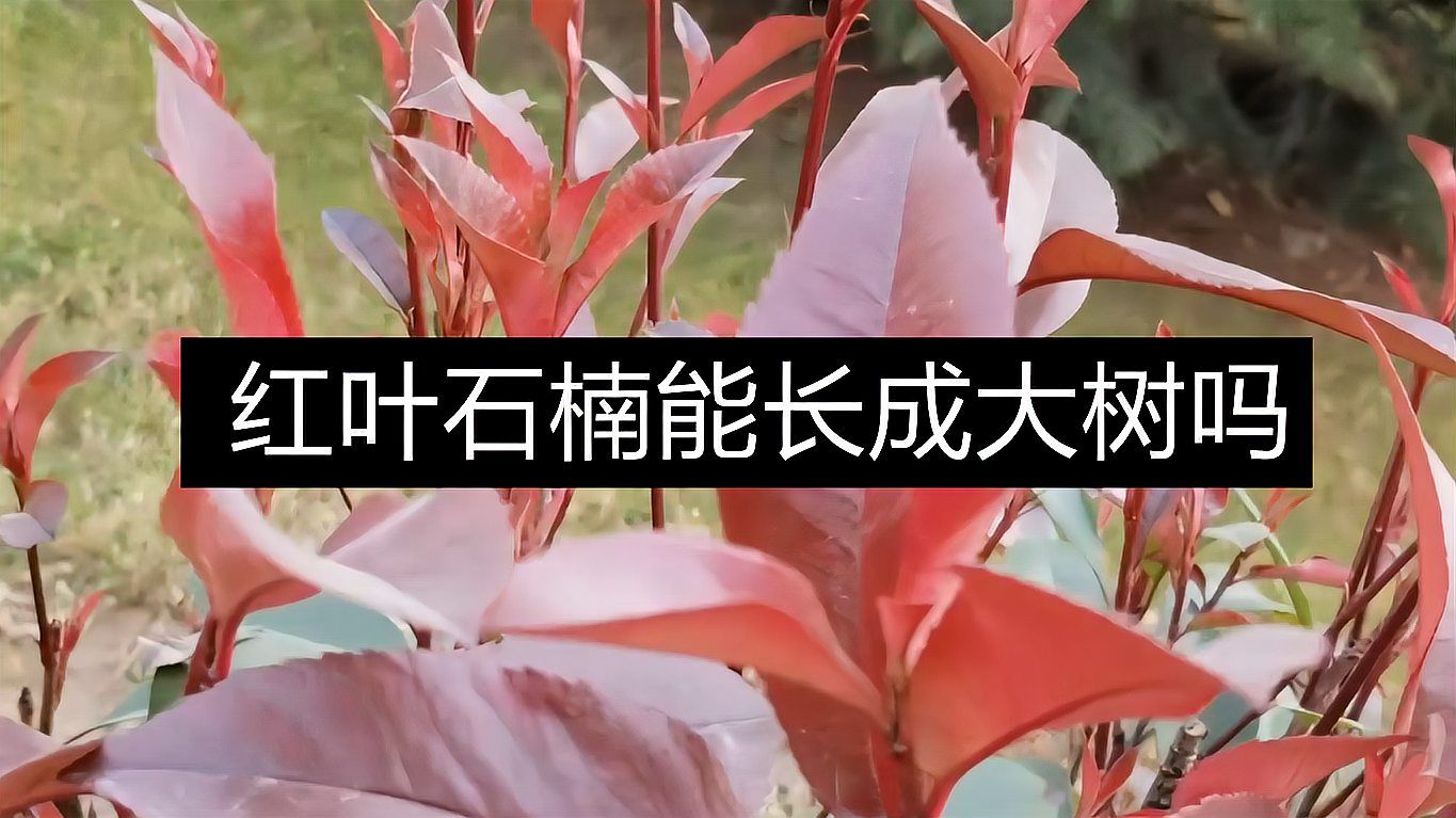 红叶石楠 百度百科