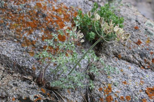 Lomatium rigidum_百度百科