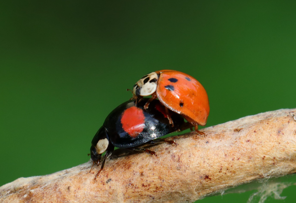 变色窄胸萤叶甲