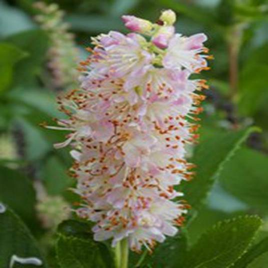 Clethra alnifolia 'Pink Spire'_百度百科