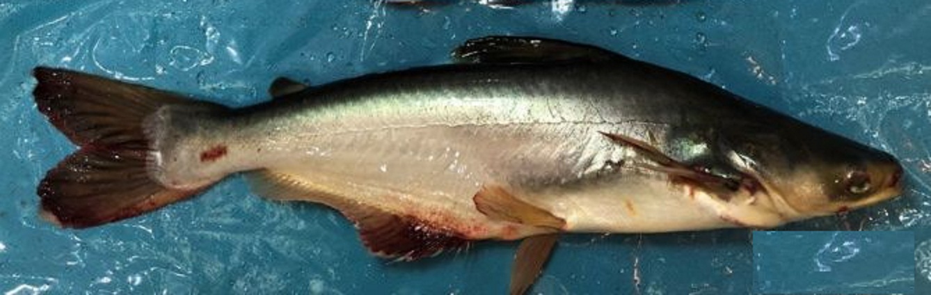  p data-id="gnfe8jba0b">无齿巨鲶属的低眼无齿巨鲶(pangasianodon