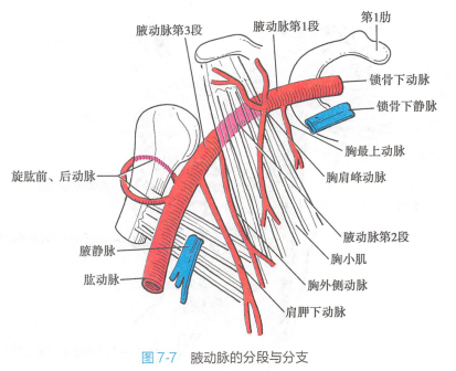 腋窝_百度百科